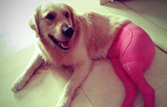 เทรนด์ฮาๆ น้องหมาใส่เลคกิ้ง เซ็กซี่ชะมัดเลย!! - แฟชั่นสัตว์เลี้ยง - แฟชั่นน้องหมา - น้องหมาใส่เลคกิ้ง - การแต่งตัวน้องหมา - เลคกิ้งน้องหมา