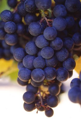 Grapes boast high potential in anti-ageing market
