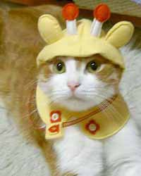 แฟชั่นน้องเหมียวน่ารักๆ