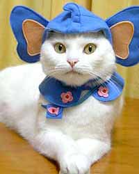 แฟชั่นน้องเหมียวน่ารักๆ