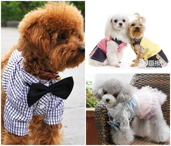 แต่งตัวให้น้องหมา แฟชั่นเสื้อผ้าสุนัขแสนน่ารัก - แฟชั่นน้องหมา - เสื้อผ้าสุนัข - แบบเสื้อผ้าสุนัข - แต่งตัวน้องหมา - เสื้อผ้าน้องหมา