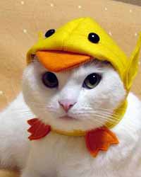 แฟชั่นน้องเหมียว