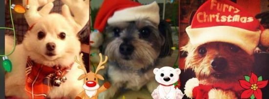 Pets In Christmas Costumes