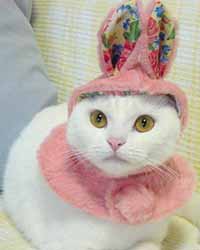 แฟชั่นน้องเหมี่ยวน่ารักๆ
