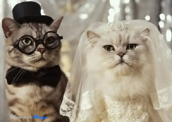 ว้าววววว!!!! แฟชั่นน้องเหมี่ยวแต่งงาน - สัตว์น่ารัก - สัตว์เลี้ยง - แมว - แมวสุดเลิฟ - แต่งงาน