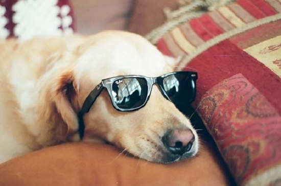 dog with glasses - แฟชั่นสัตว์เลี้ยง - น้องหมา - แว่น - แฟชั่นน้องหมา - แว่นเท่ๆ