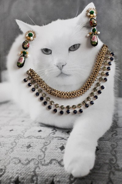Mèo làm mẫu ảnh trang sức cực yêu - Thời trang nữ - Thời trang - Tin Thời Trang - Hình ảnh - Trang sức