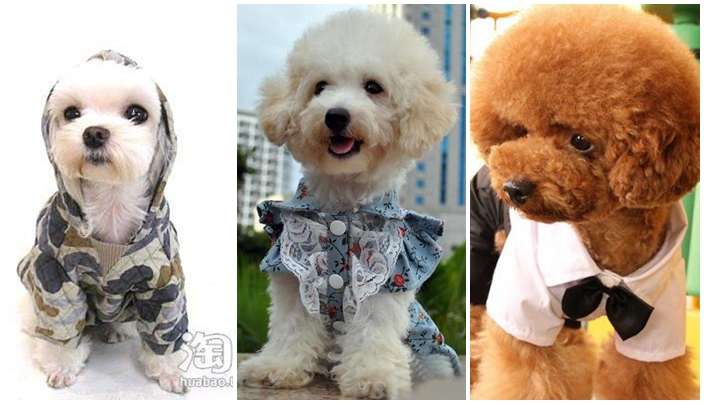 แต่งตัวให้น้องหมา แฟชั่นเสื้อผ้าสุนัขแสนน่ารัก - แฟชั่นน้องหมา - เสื้อผ้าสุนัข - แบบเสื้อผ้าสุนัข - แต่งตัวน้องหมา - เสื้อผ้าน้องหมา