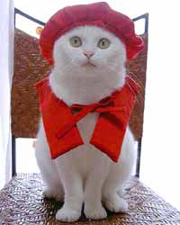 แฟชั่นน้องเหมียวน่ารักๆ