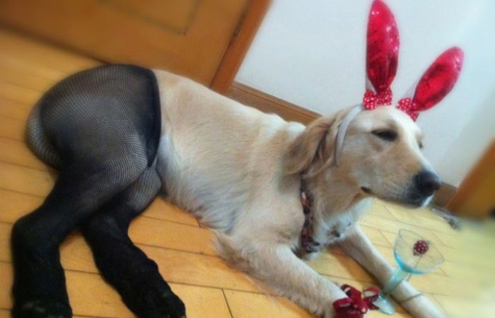 เทรนด์ฮาๆ น้องหมาใส่เลคกิ้ง เซ็กซี่ชะมัดเลย!! - แฟชั่นสัตว์เลี้ยง - แฟชั่นน้องหมา - น้องหมาใส่เลคกิ้ง - การแต่งตัวน้องหมา - เลคกิ้งน้องหมา