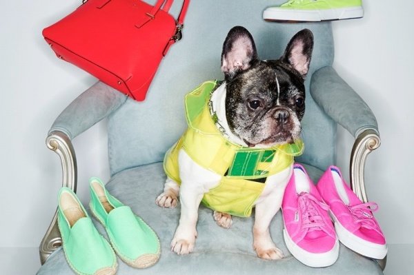 Shopbop chọn các người mẫu 'cún' chụp ảnh quảng cáo phụ kiện thời trang