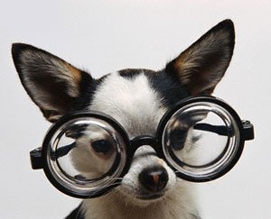 แฟชั่นแว่นตาของบรรดาน้องหมา