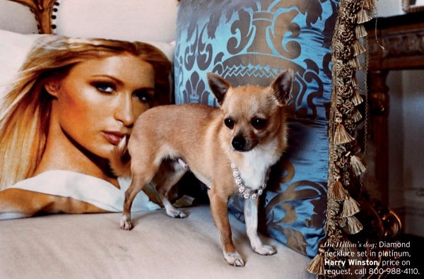 Paris Hilton trở lại với tạp chí Elle US tháng 7/2013. - Paris Hilton - Phong cách sao - Tin thời trang - Elle US