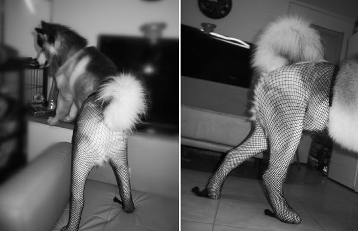 เทรนด์ฮาๆ น้องหมาใส่เลคกิ้ง เซ็กซี่ชะมัดเลย!! - แฟชั่นสัตว์เลี้ยง - แฟชั่นน้องหมา - น้องหมาใส่เลคกิ้ง - การแต่งตัวน้องหมา - เลคกิ้งน้องหมา