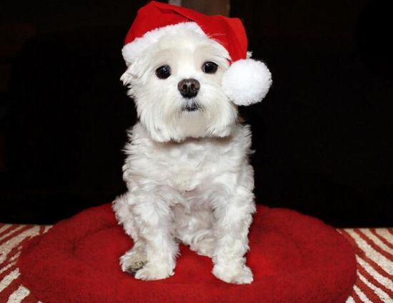 Pets In Christmas Costumes - แฟชั่น - สัตว์เลี้ยง - หมา - แมว - แมวสุดเลิฟ - น้องแมว - น้องหมา - แต่งตัว - ชุดหมา - ชุดแมว - คริสต์มาส - ชุด - น่ารัก - น่ารักมากๆ - น่ารักๆ - น่ารักสดใส - คอลเลคชั่น - เทรนด์ - สไตล์