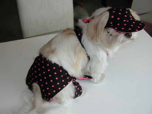 บิกินี่น้องหมา