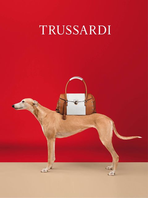 แบรนด์ Trussardi Spring/Summer 2014 ใช้น้องหมาเป็นแบบ - เทรนด์ใหม่ - แฟชั่น - แฟชั่นคุณผู้หญิง - อินเทรนด์ - Accessories - แฟชั่นเสื้อผ้า - เทรนด์แฟชั่น - เทรนด์ - คอลเลคชั่น - สไตล์การแต่งตัว - แฟชั่นนิสต้า - ผู้หญิง - แคมเปญ - คอลเลคชั่น - Trussardi - เสื้อผ้า - แจ็คเกต - ชุดเดรส