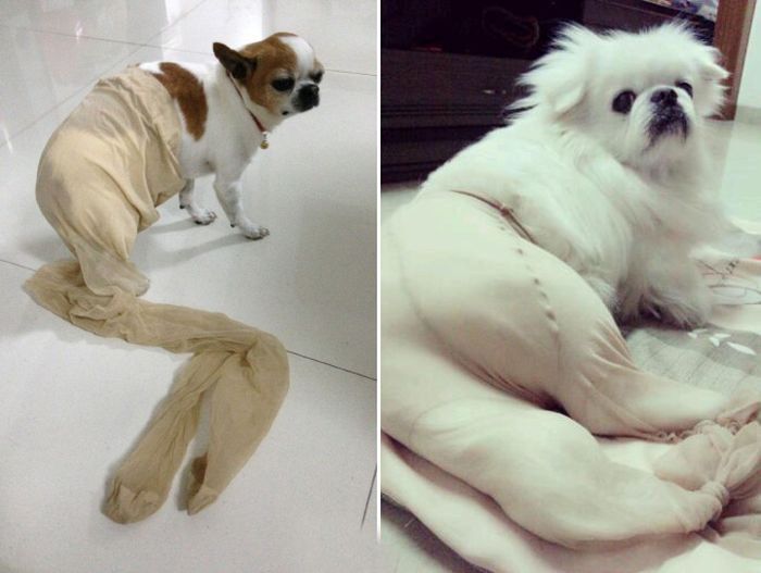 เทรนด์ฮาๆ น้องหมาใส่เลคกิ้ง เซ็กซี่ชะมัดเลย!! - แฟชั่นสัตว์เลี้ยง - แฟชั่นน้องหมา - น้องหมาใส่เลคกิ้ง - การแต่งตัวน้องหมา - เลคกิ้งน้องหมา