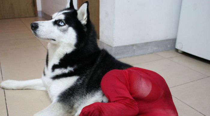 เทรนด์ฮาๆ น้องหมาใส่เลคกิ้ง เซ็กซี่ชะมัดเลย!! - แฟชั่นสัตว์เลี้ยง - แฟชั่นน้องหมา - น้องหมาใส่เลคกิ้ง - การแต่งตัวน้องหมา - เลคกิ้งน้องหมา