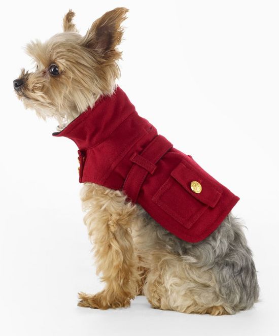 ของขวัญปีใหม่สำหรับน้องหมา - แฟชั่น - เทรนด์ใหม่ - เครื่องประดับ - ไอเดีย - แฟชั่นเสื้อผ้า - Accessories - หมา - น้องหมา - ไอเทมน้องหมา - สร้อยคอ - ปลอกคอ