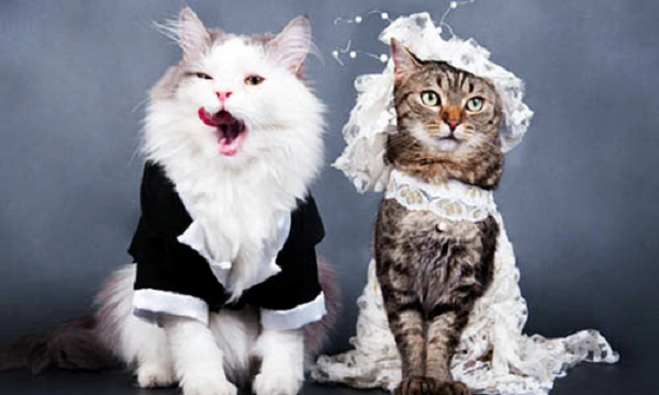 ว้าววววว!!!! แฟชั่นน้องเหมี่ยวแต่งงาน - สัตว์น่ารัก - สัตว์เลี้ยง - แมว - แมวสุดเลิฟ - แต่งงาน