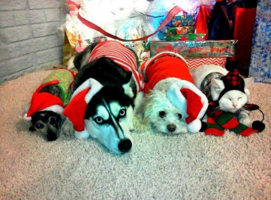 Pets In Christmas Costumes - แฟชั่น - สัตว์เลี้ยง - หมา - แมว - แมวสุดเลิฟ - น้องแมว - น้องหมา - แต่งตัว - ชุดหมา - ชุดแมว - คริสต์มาส - ชุด - น่ารัก - น่ารักมากๆ - น่ารักๆ - น่ารักสดใส - คอลเลคชั่น - เทรนด์ - สไตล์