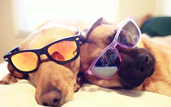 dog with glasses - แฟชั่นสัตว์เลี้ยง - น้องหมา - แว่น - แฟชั่นน้องหมา - แว่นเท่ๆ
