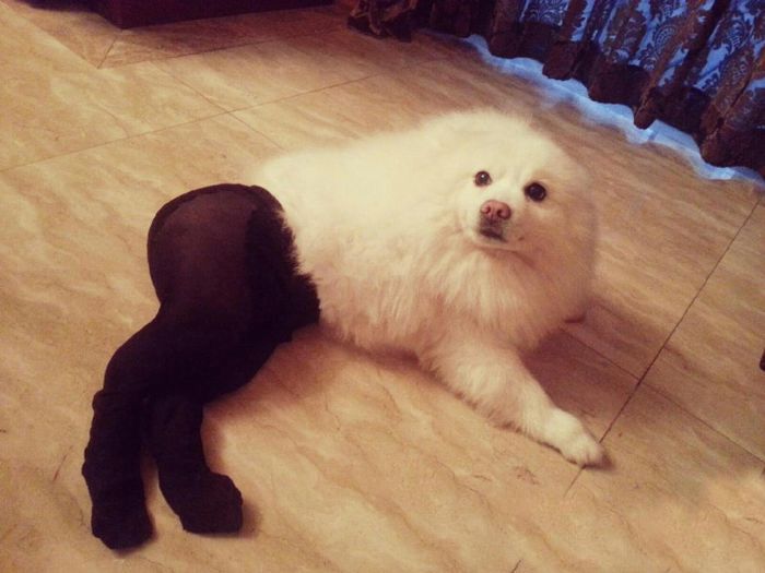 เทรนด์ฮาๆ น้องหมาใส่เลคกิ้ง เซ็กซี่ชะมัดเลย!! - แฟชั่นสัตว์เลี้ยง - แฟชั่นน้องหมา - น้องหมาใส่เลคกิ้ง - การแต่งตัวน้องหมา - เลคกิ้งน้องหมา